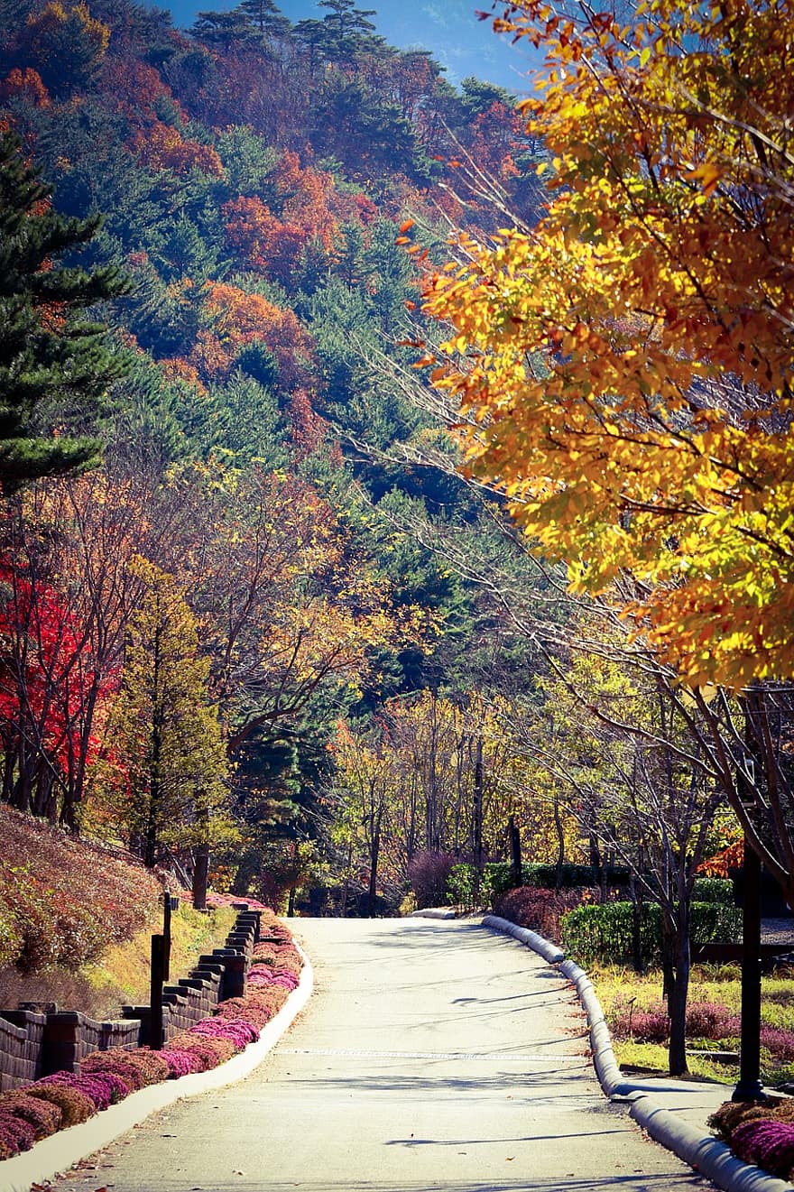 les, stromy, cesta, podzim, lesní cesta, park, Příroda, krajina, rostlin, podzimní barvy, podzimní listí