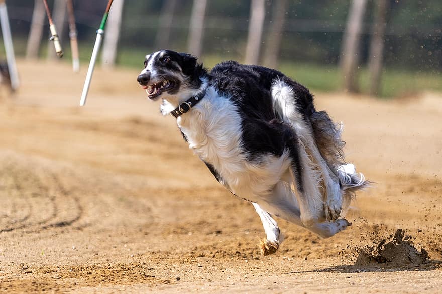 corsa dei cani, corse di cani, cane che corre, cane, piste, in esecuzione, da corsa, animale, gara, sport, fotografia di animali domestici