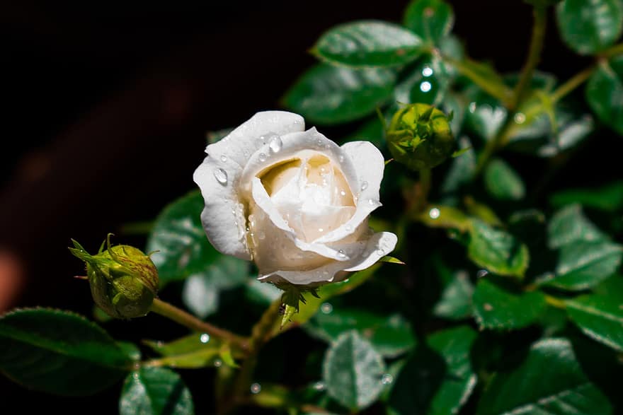 Rose, White Rose, Flower, Rose Bloom, Petals, Rose Petals, Bloom, Blossom, Flora, Nature, Plant
