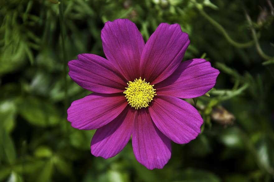 Flower, Purple Flower, Bloom, Blossom, Flora, Floriculture, Horticulture, Botany, Plant, Garden