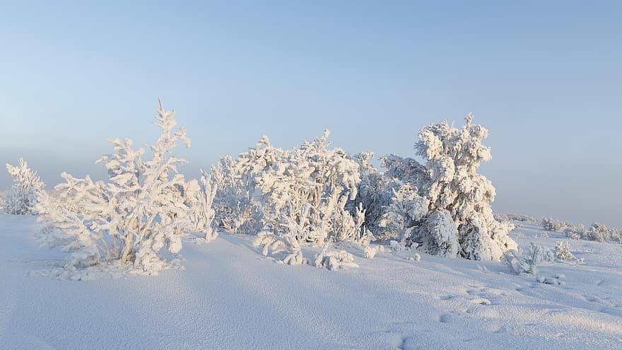 zimowy, Natura, pora roku, śnieg, na dworze, arktyczny, mróz, drzewo, las, niebieski, krajobraz