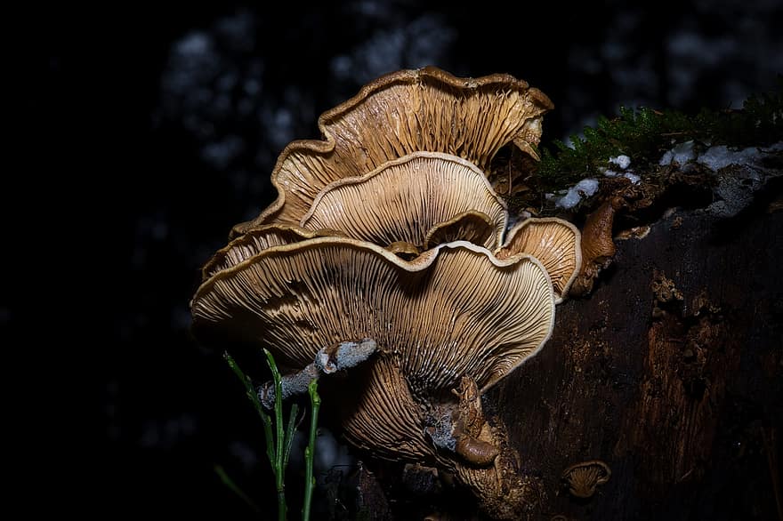 Auster Pilze, Pilze, Natur, Nacht-, dunkel, Wald