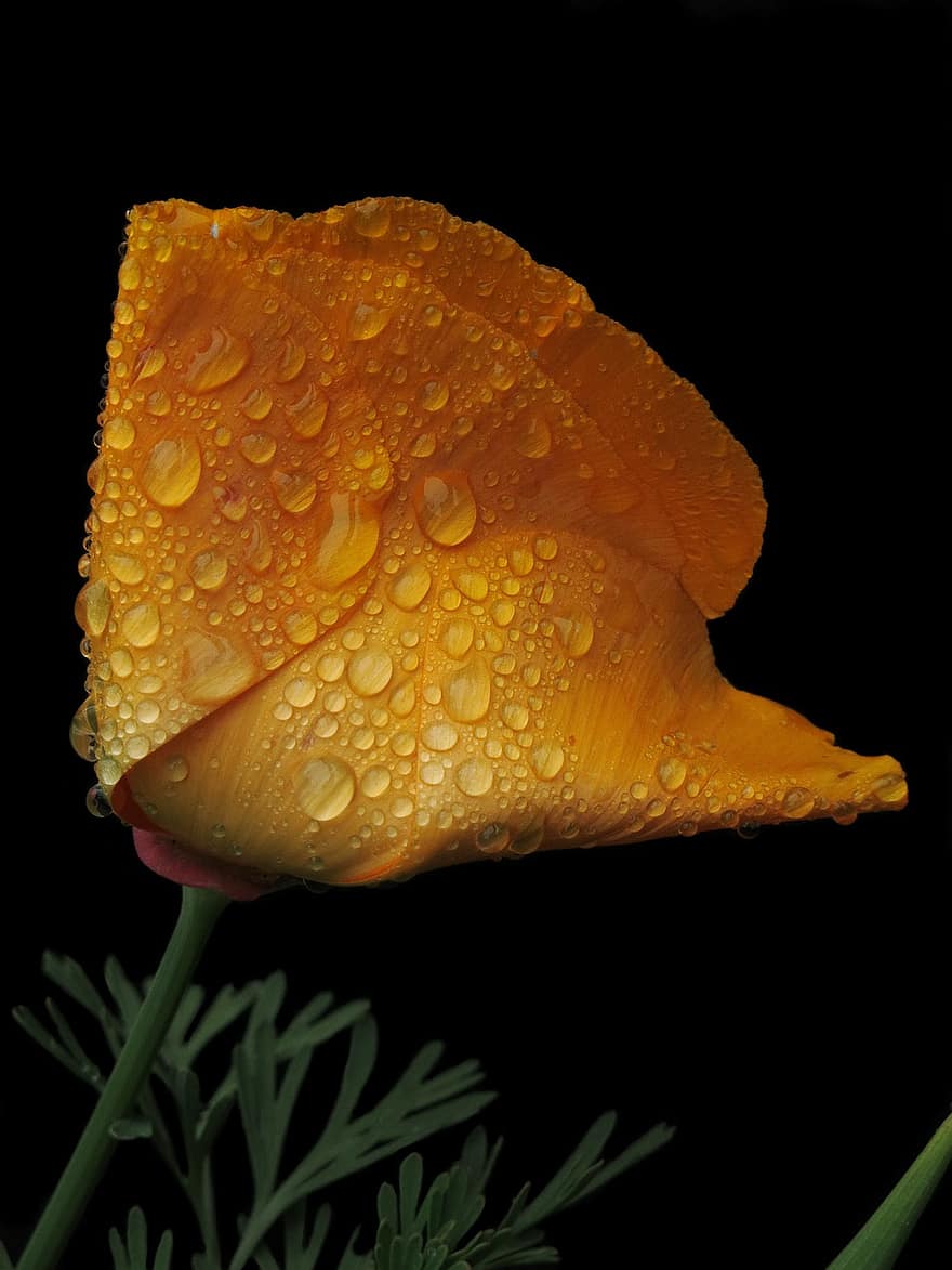 Californian Poppy, Gold Poppy, California Kappenmohn, Sleepy, Mohngewaechs, Kappenmohn, Petals, Golden Yellow, Raindrop, Drop Of Water, Papaveraceae