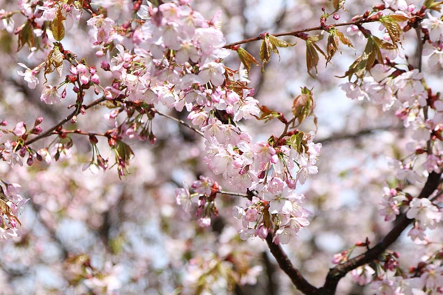 drzewo, sakura, wiśnia, kwiaty wiśni, kwiatostan, wiosna, lekki deszcz, niebo, różowy, kwiaty