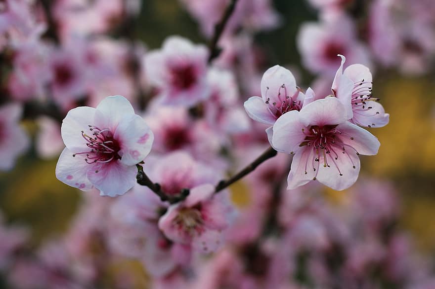 Flower, Peach, Tree, Branches, Spring, Nature, Blossom, Bloom, Blooming, close-up, plant