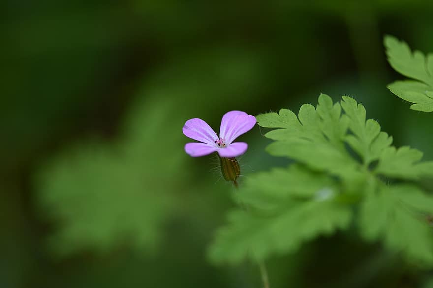 květ, malý, herb-robert, divoká rostlina