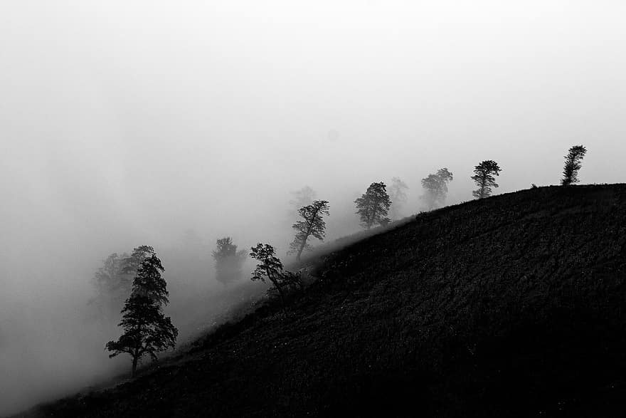 arboles, brumoso, niebla, bosque, monocromo, en blanco y negro, paisaje, naturaleza, horripilante, misterioso