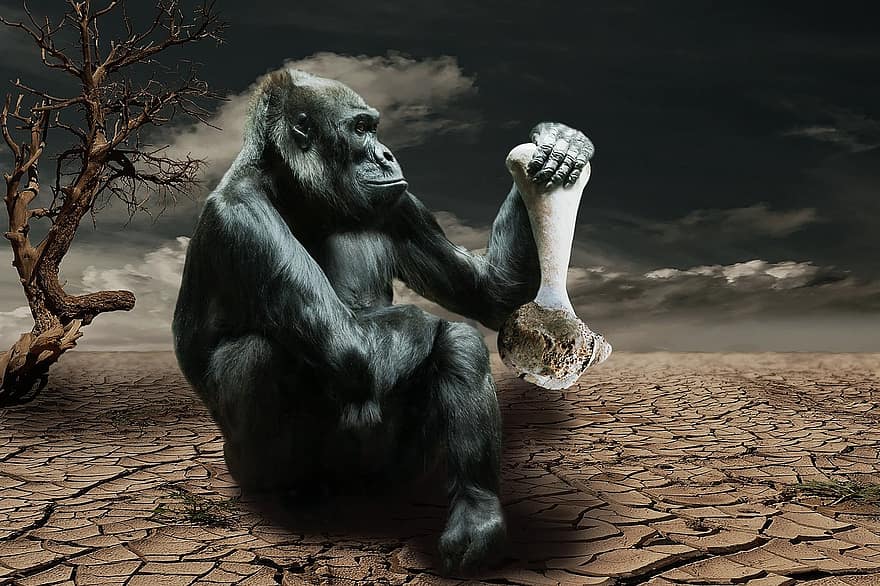 gorilla, sult, miljøbevisthed, abe, dyr, ørken, tørke, klima, fauna, flora, protest