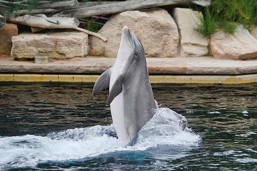 delfīns, dzīvnieku, zīdītāju, delfīnu šovs, veiktspēju, ūdens, peldēt, jūras zīdītājiem, savvaļas dzīvnieki, zooloģiskais dārzs, tiergarten