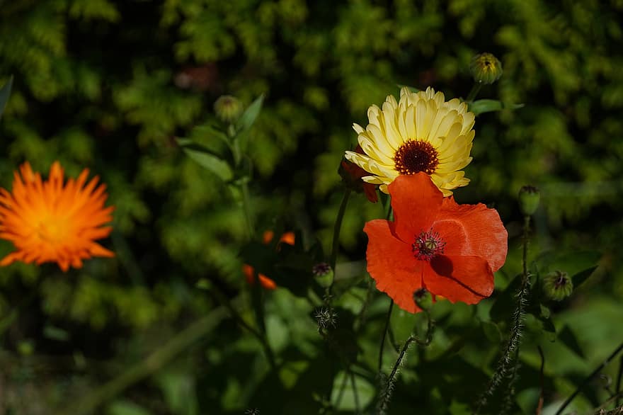 Poppy, Marigold, Flowers, Petals, Buds, Bloom, Plants, Garden, Nature, Summer