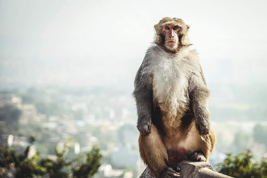 nepal, mico, primat, swayambhu, Katmandú