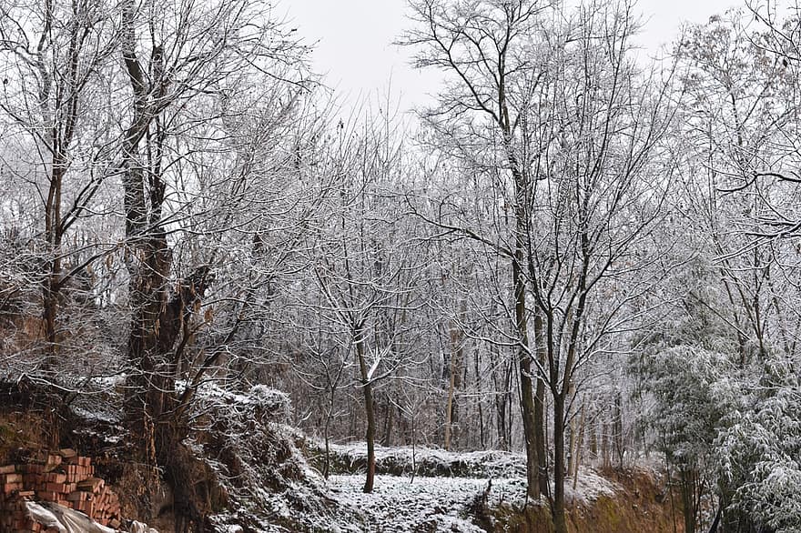 snö, kall vår, skog, vinter-, träd, säsong, landskap, frost, is, väder, gren