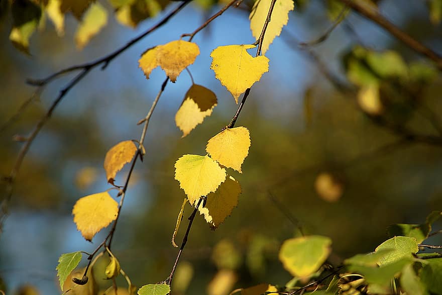 бреза, дърво, листа, природа, падане, клон, есен, есенни листа, жълти листа, есенна листа, есенния сезон
