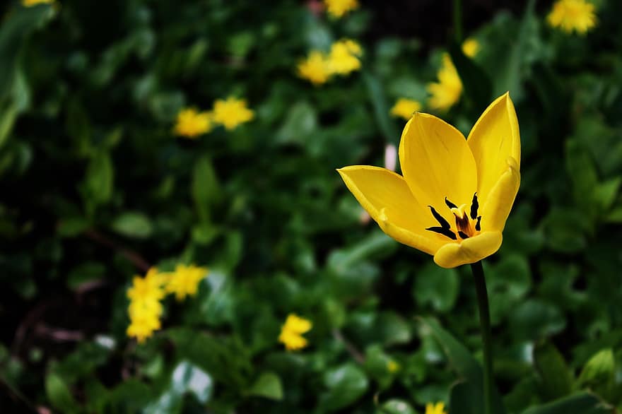 żółty tulipan, kwiat, roślina, tulipan, płatki, żółty kwiat, wiosna, flora, ogród, Natura