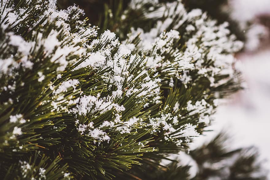 borovice, sníh, strom, poboček, zimní, detail, zelená barva, pozadí, větev, rostlina, jehličnatého stromu