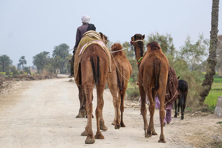 kameler, rytter, dyr, mand, pakistanske, campingvogn, vej, grusvej, pakistansk kamel, dromedar