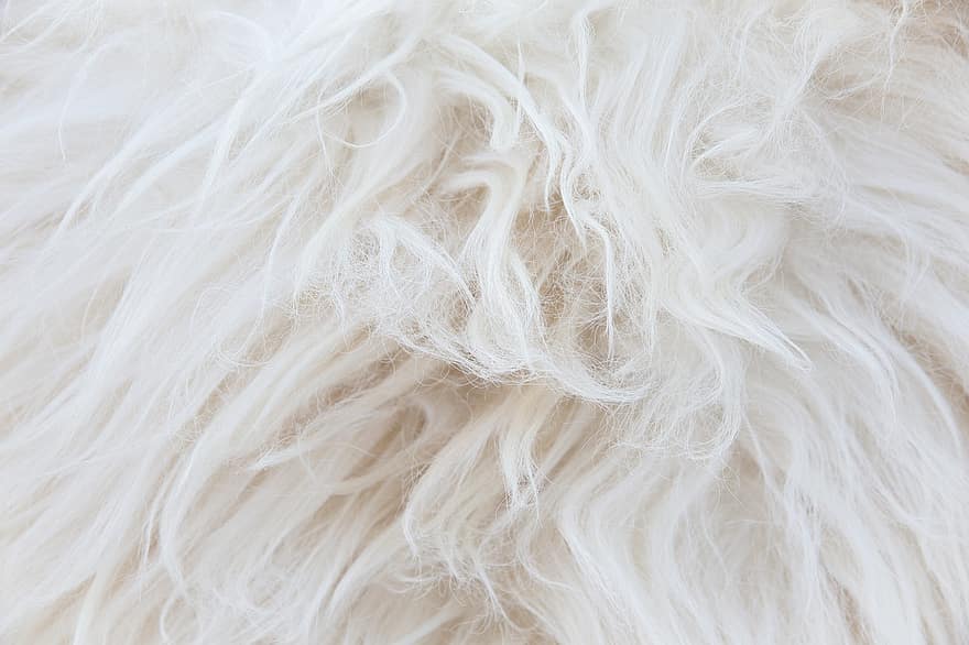 piel blanca, lana, fibra, pelo de animal, fondo, Abrigo de animales, tela