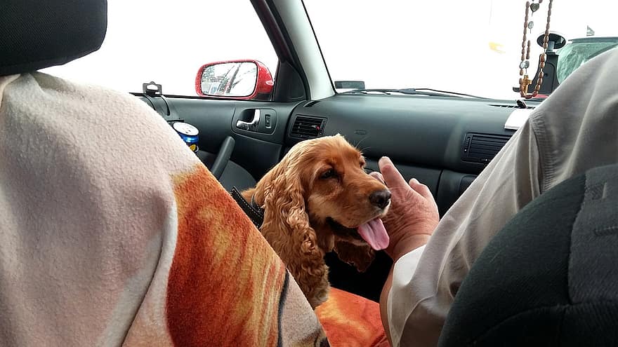 Road, Travel, Spaniel, In The Car, Dog, My Favorite, Travel Companion