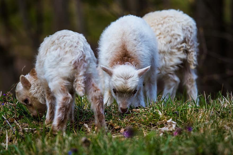 cừu, thú vật, chăn nuôi, động vật có vú, Vải, cừu trắng, nông nghiệp, nông trại, trong nước, dễ thương, bầy đàn
