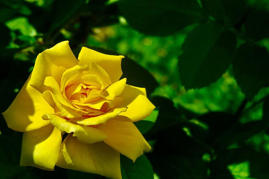τριαντάφυλλο, λουλούδι, φυτό, κίτρινο αυξήθηκε, κίτρινο άνθος, ανθίζω, φύση, κήπος, φύλλο, γκρο πλαν, καλοκαίρι