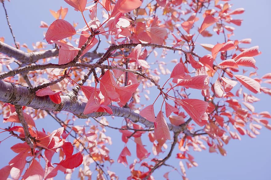 le foglie, rami, autunno, foglie d'autunno, foglie rosse, fogliame, albero, pianta, natura, cielo