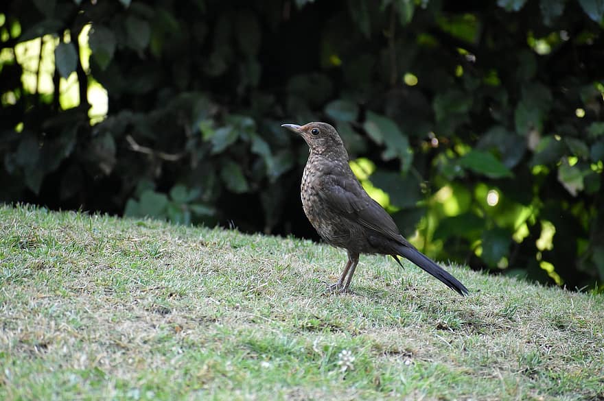 Blackbird, paukštis, Moteris, dainų paukštis, pobūdį, sodas