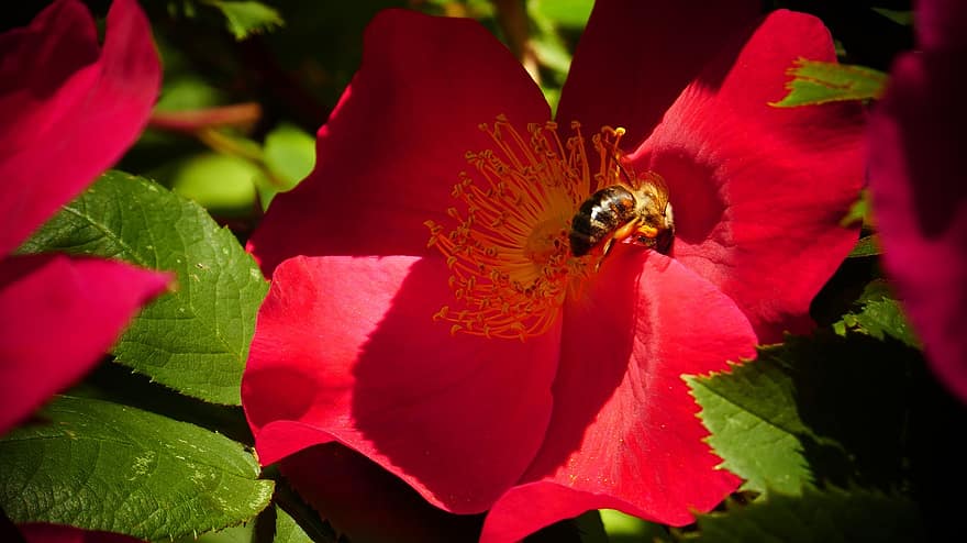 шиповник, пчела, опыление, Роза Канина, природа, сад, весна, красный цветок, цветок, цвести, крупный план
