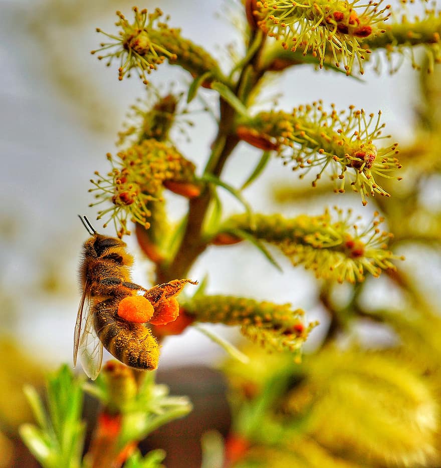 бджола, медоносна бджола, запилення, комаха, макрос, впритул, літаюча комаха, природи, весна, літо, Рослина