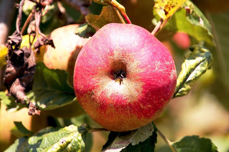 owoc, jabłko, organiczny, zdrowy, witaminy, odchodzi, żniwa, świeży, jedzenie