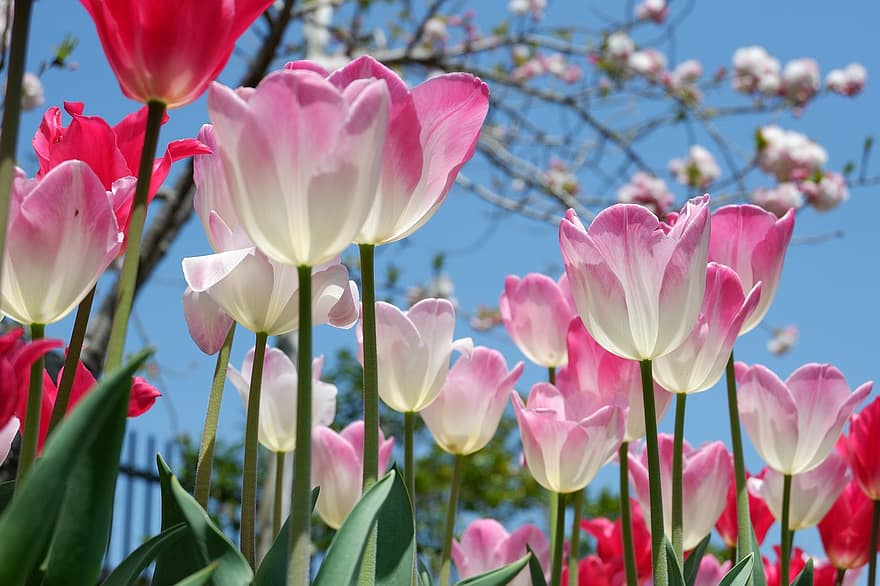 tulipes, tulipes roses, flors de color rosa, flors, jardí, naturalesa, flor, tulipa, cap de flor, planta, primavera