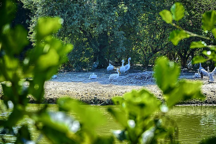 passarinhos, flamingos, Parque de pássaros, Villars Les Dombes, agua, verão, árvore, animais em estado selvagem, cor verde, lagoa, bico