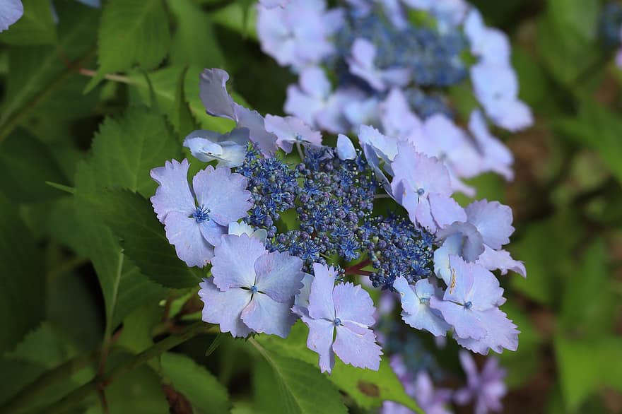 naturalny, roślina, kwiaty, hortensja, niebiesko-fioletowy