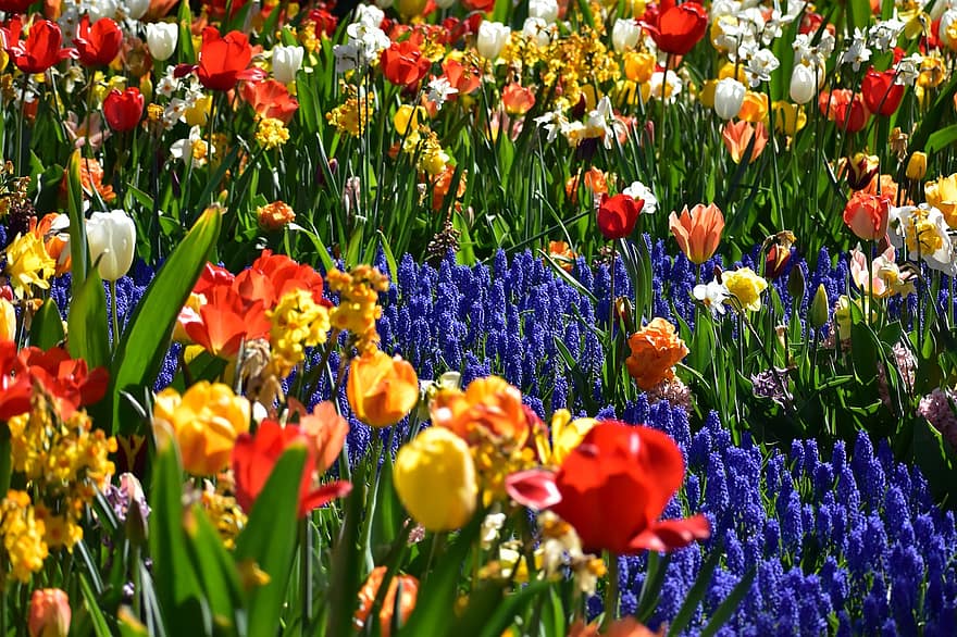 fleurs, tulipes, la nature, floraison, amsterdam, Keukenhof, Hollande, Pays-Bas, paysage, printemps, saisonnier