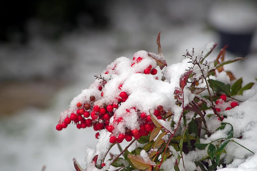 tuyết rơi, cây, cây bụi, quả mọng đỏ, mùa đông, tuyết, vườn