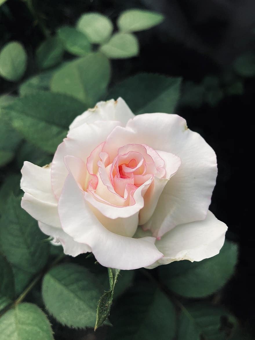 Rosa, flor, planta, Rosa blanca, flor blanca, pétalos, floración, hojas