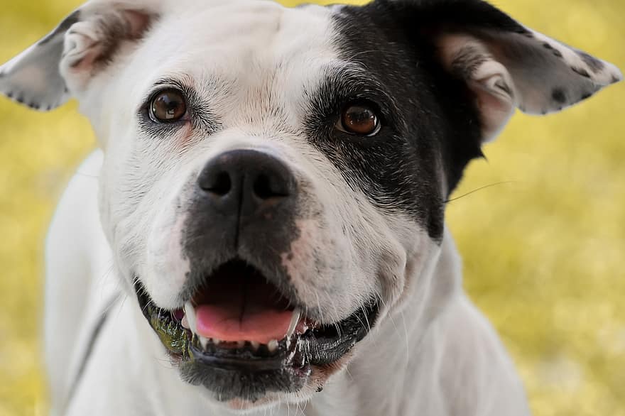 Stafford Mongrel, kutya, fekete és fehér, állat, házi kedvenc, portré, ormány, orr, szemek, verseny, állati portré