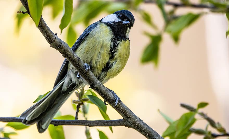 Great Tit, Bird, Branch, Perched, Tit, Animal, Small Bird, Wildlife, Feathers, Plumage, Foraging