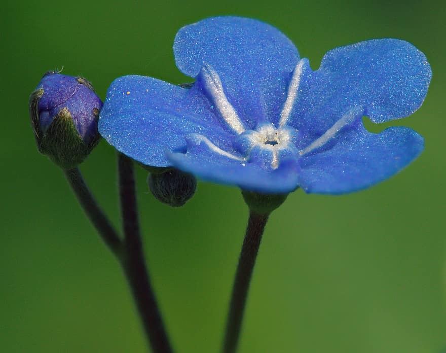 floare, nu ma uita, primăvară, grădină, albastru, macro, Anglia, creştere, a inflori, a închide, plantă