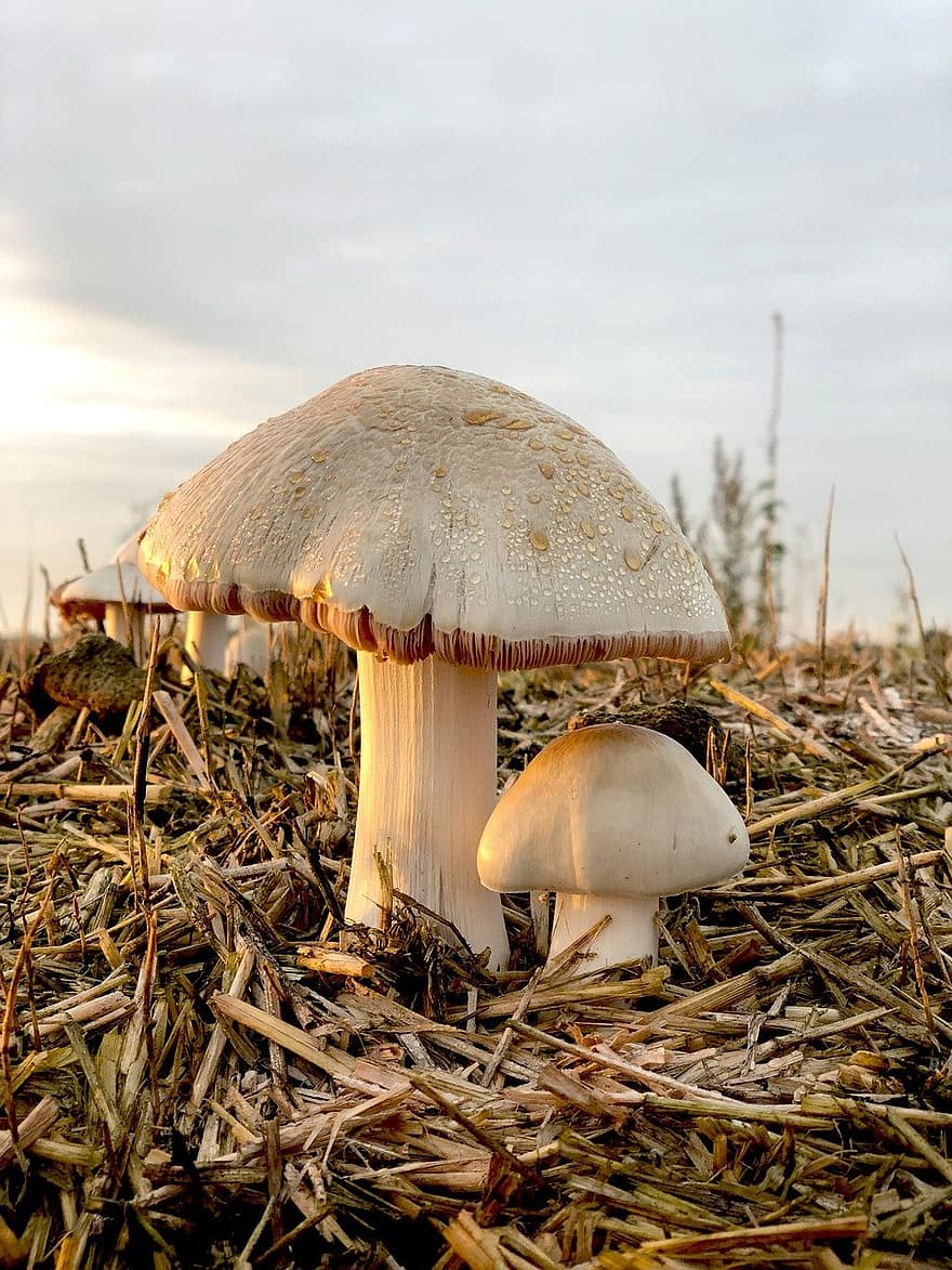 mushrooms, fungi, nature