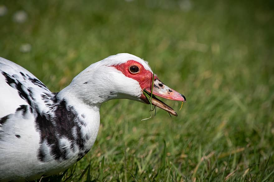 muscovy duck, 오리, 오리 머리, 새, 붉은 반점, 농장 동물, 닫다, 조류학, 흰 깃털, 새 배경, 부리