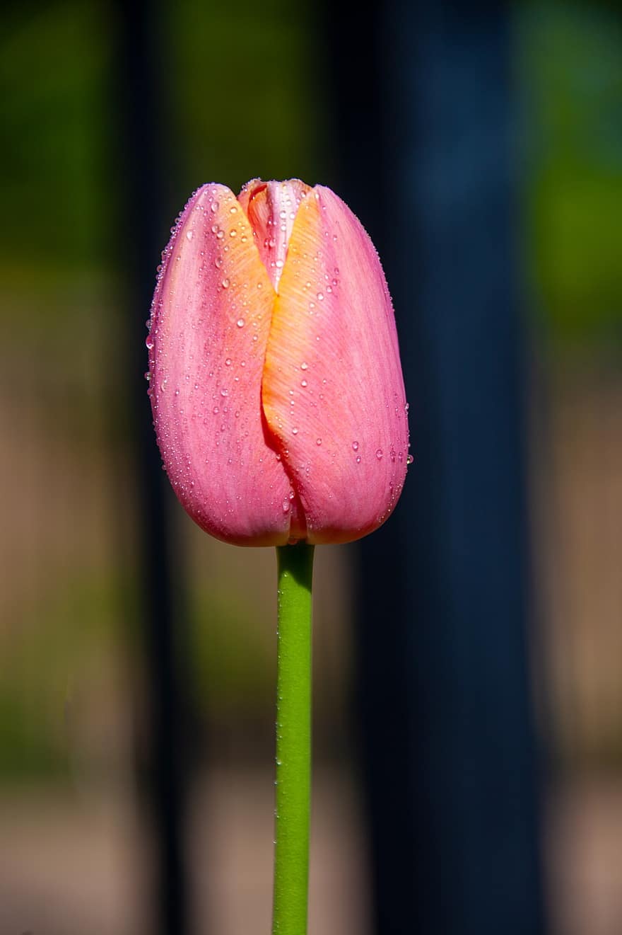 tulipa, tulipa rosa, jardim, natureza, botão de flor, flor, plantar, fechar-se, cabeça de flor, pétala, folha