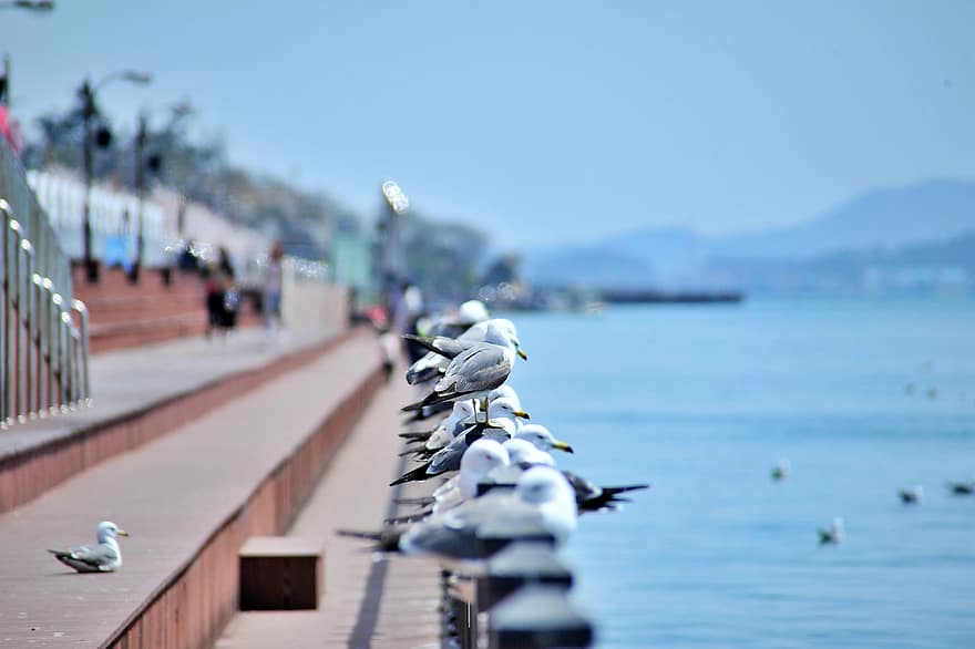 Seagull, Birds, Ocean, Sky, West Coast, Mokpo, Jeollanam-do