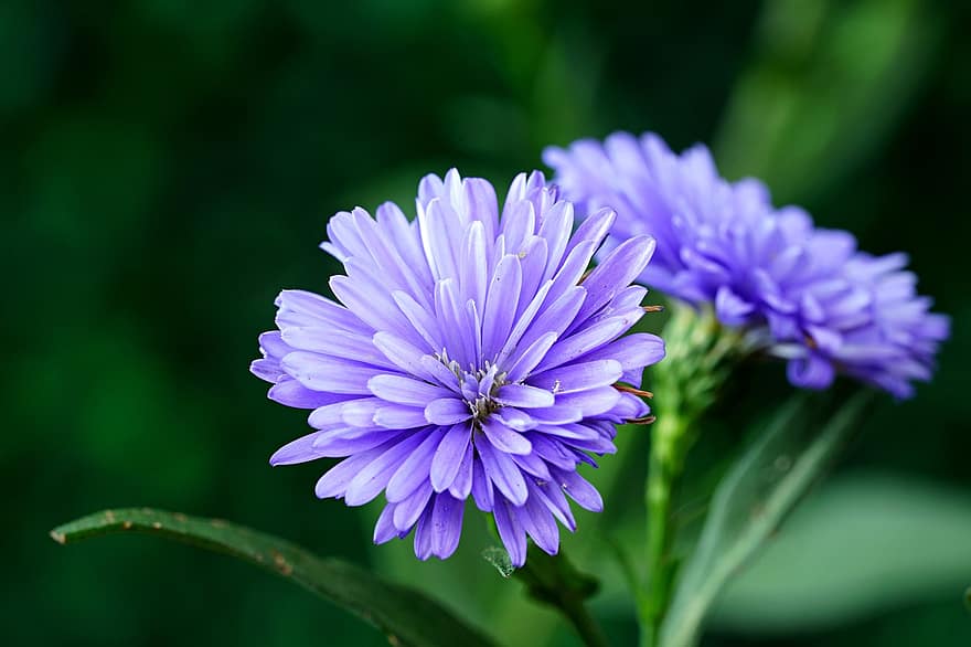 Aster, Flowers, Purple Flowers, Garden, Flora, close-up, plant, flower, summer, purple, petal