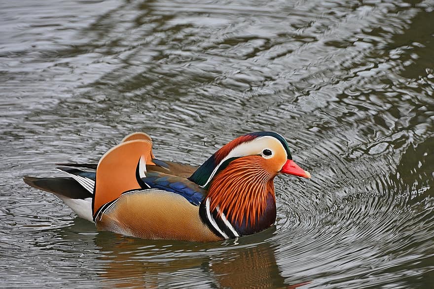 Mandarin Duck, Duck, Bird, Animal, Waterfowl, Water Bird, Plumage, Feathers, Beak, Swim, Lake