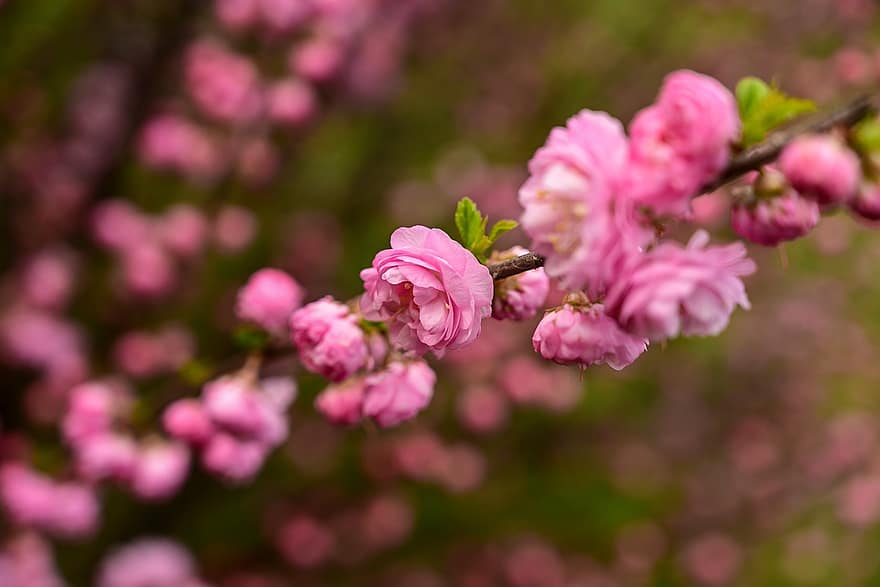 prem berbunga, bunga prem, bunga-bunga merah muda, prunus triloba, alam, merapatkan, bunga, menanam, musim semi, musim panas, mekar