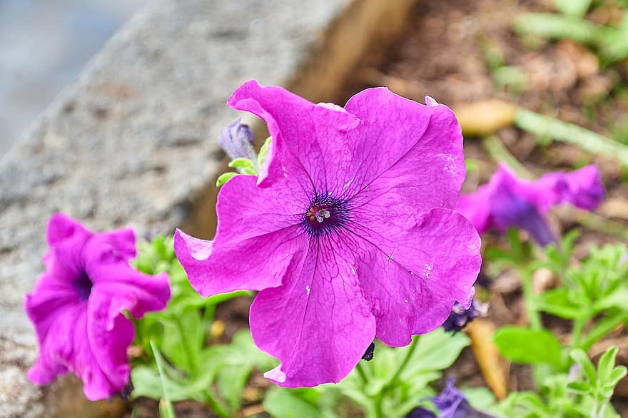 Petunias, Flowers, Purple Flowers, Petals, Purple Petals, Bloom, Blossom, Flora