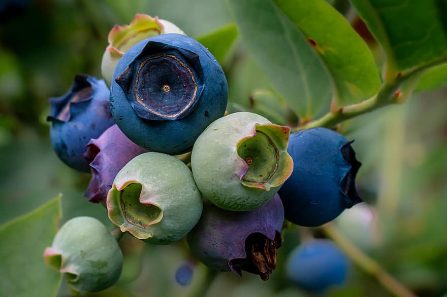 블루 베리, 열매, 과일, 정원, 푸른, 녹색, 익은, 건강한, 영양물 섭취