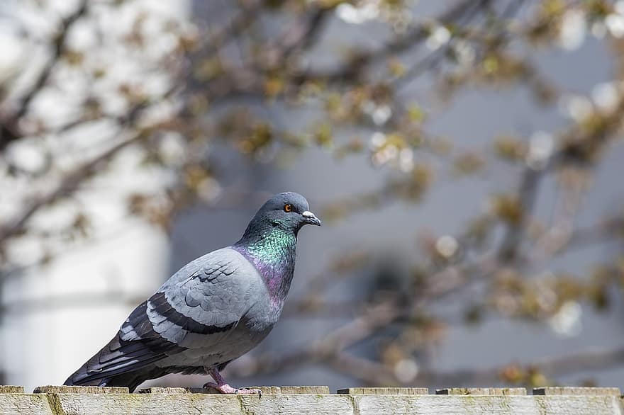 Pigeon, Dove, Bird, Perched, Animal, Wildlife, Feathers, Plumage, Beak, Nature, Bokeh
