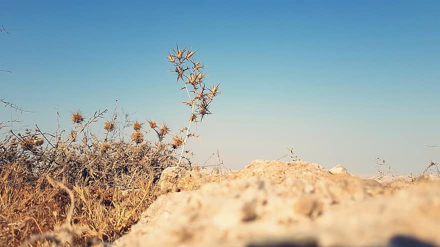 砂漠、砂漠の植物、乾燥地、イスラエル