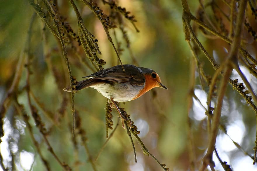 robin, pássaro, ave canora, fechar-se, pássaro jardim, árvore, sentado, ramo